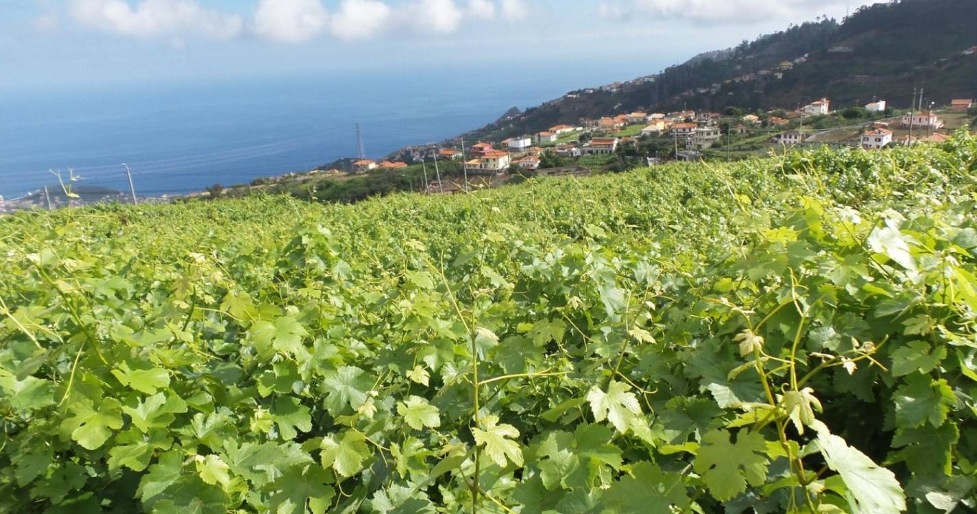 IVBAM promove ações de esclarecimento sobre a plantação da vinha