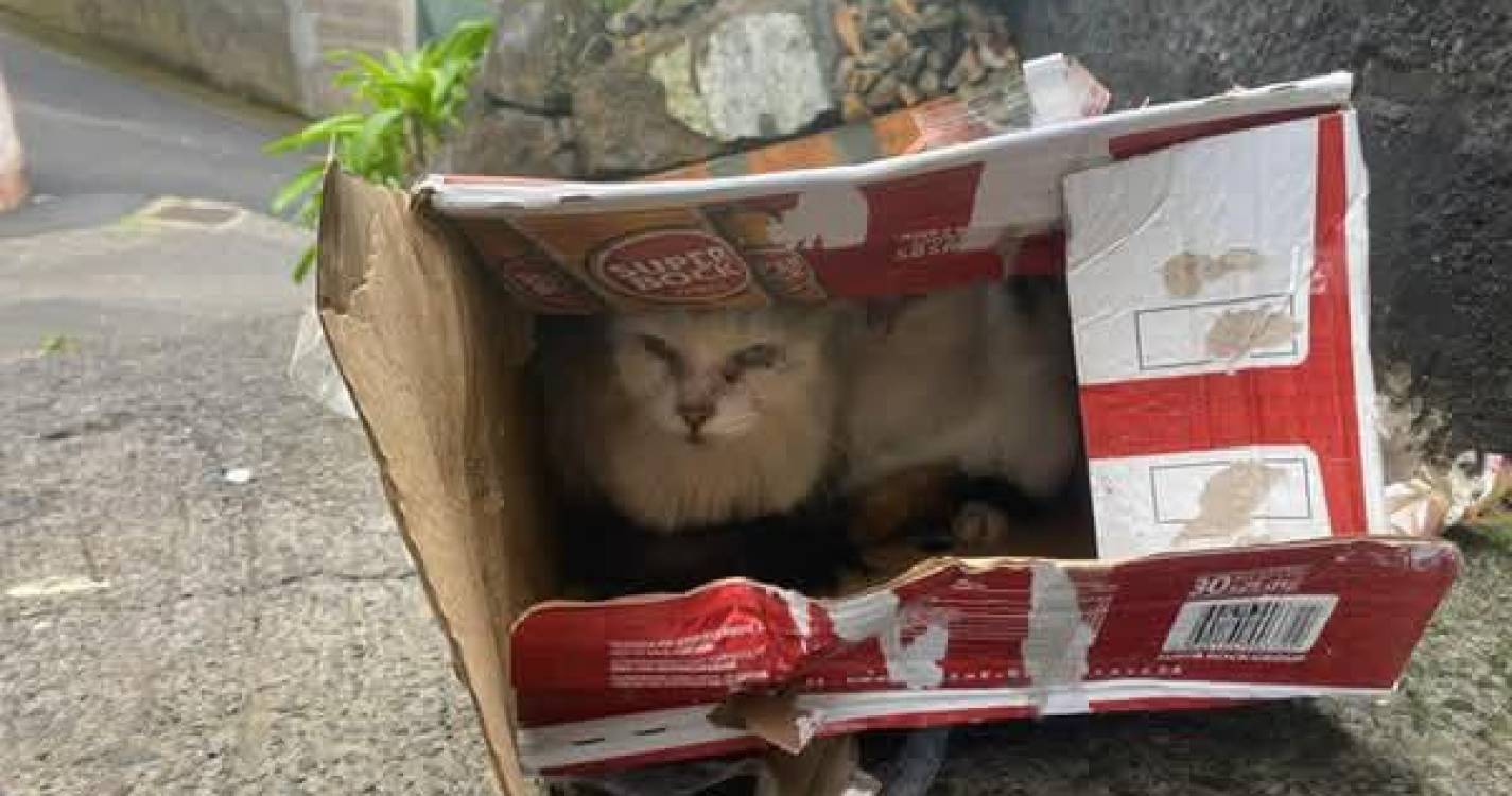 Gatos encontrados em caixa de cerveja selada num balde do lixo