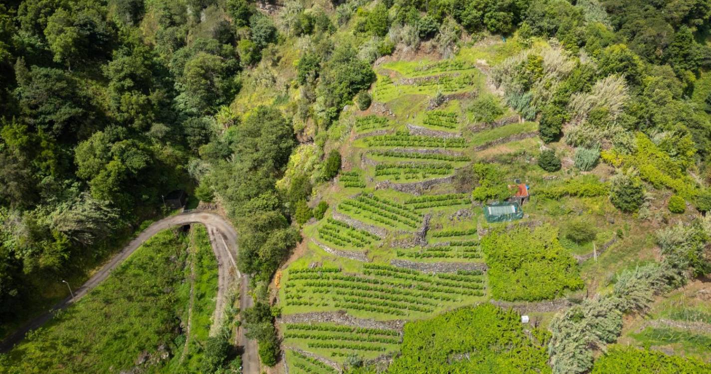 Madeira transfere 978 mil euros para apoiar as produções locais