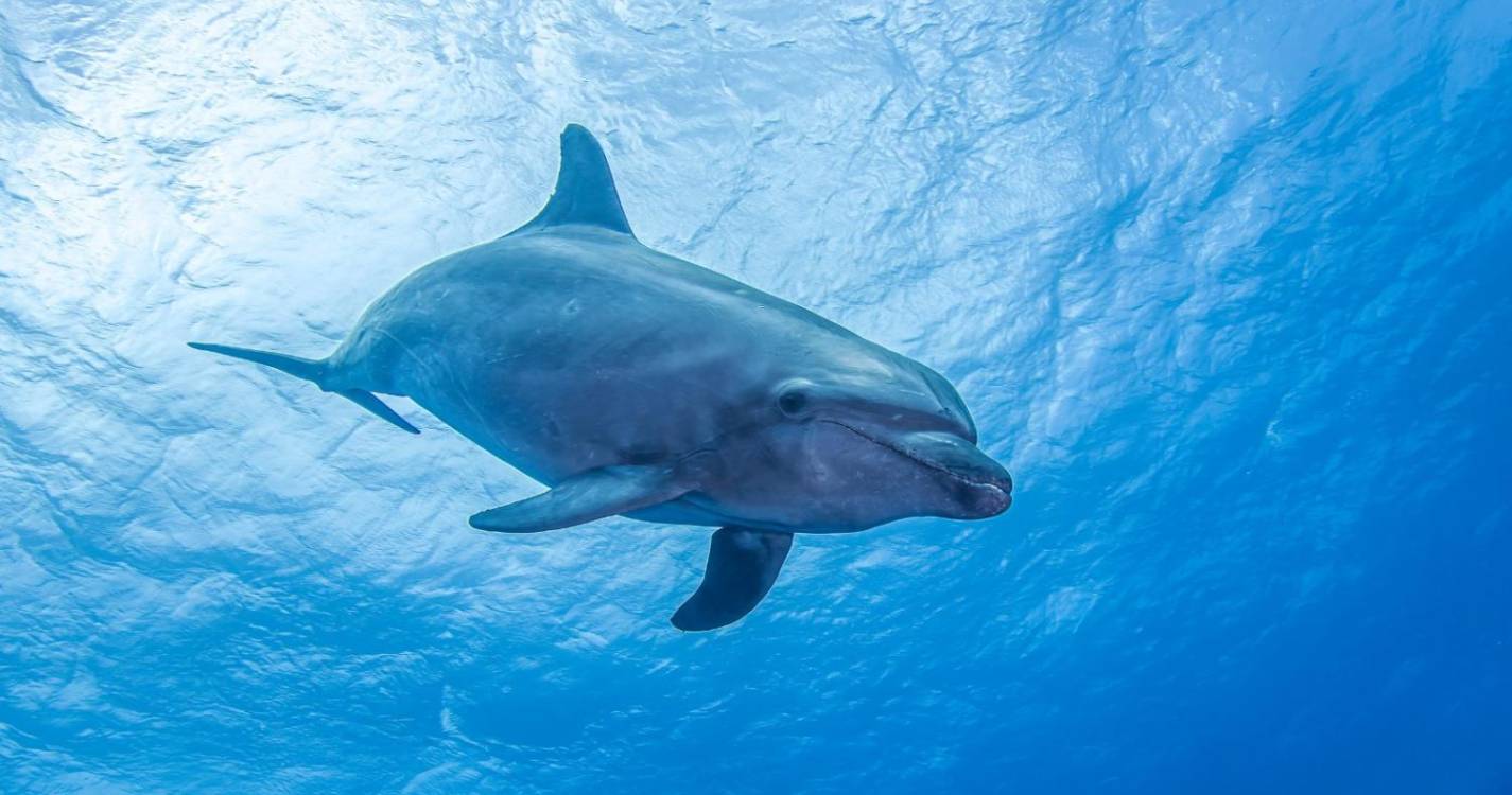 Mais de 30 golfinhos morreram devido a derrame de petróleo no Mar Negro