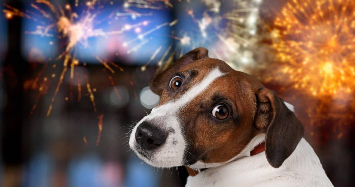 Cuidados a ter com os animais de estimação devido ao fogo de artifício