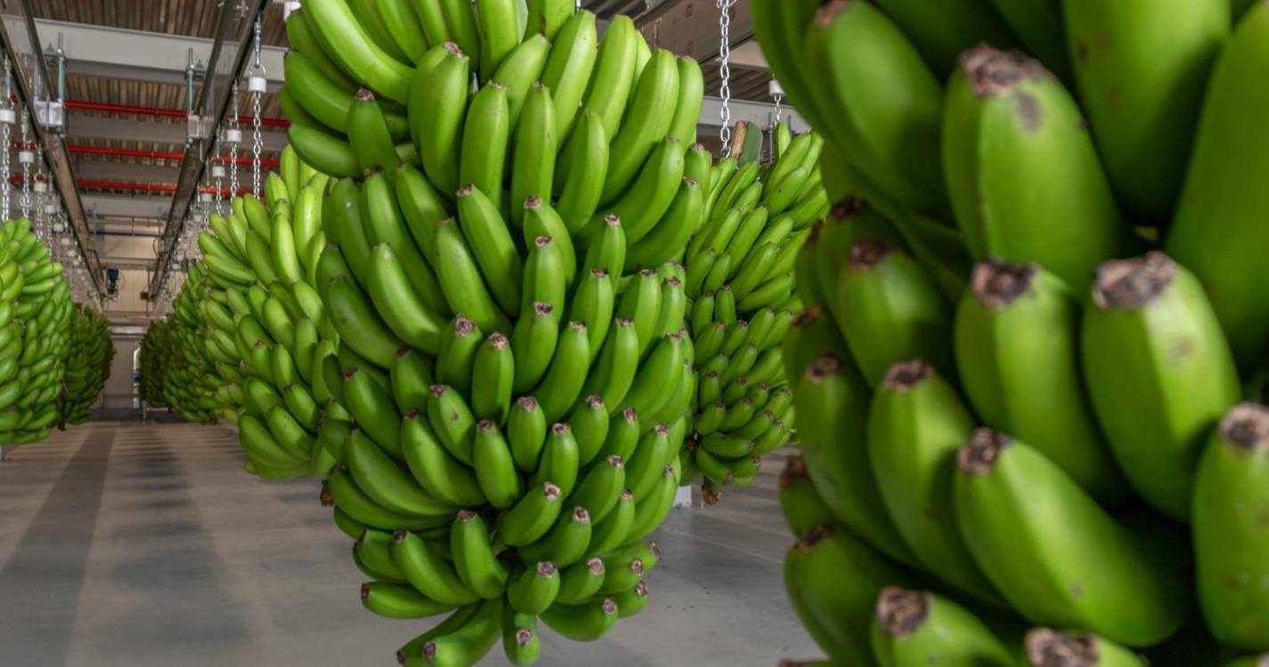 Comercialização de banana diminuiu 1,5% em termos homólogos