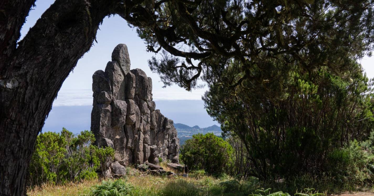 ‘Perdidos e Achados’: Escultura da natureza esculpida em Santana (com fotos)