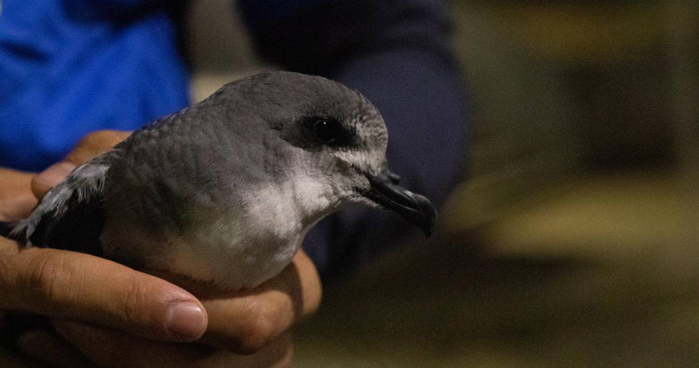 SPEA prevê décadas para a natureza da Madeira recuperar dos incêndios