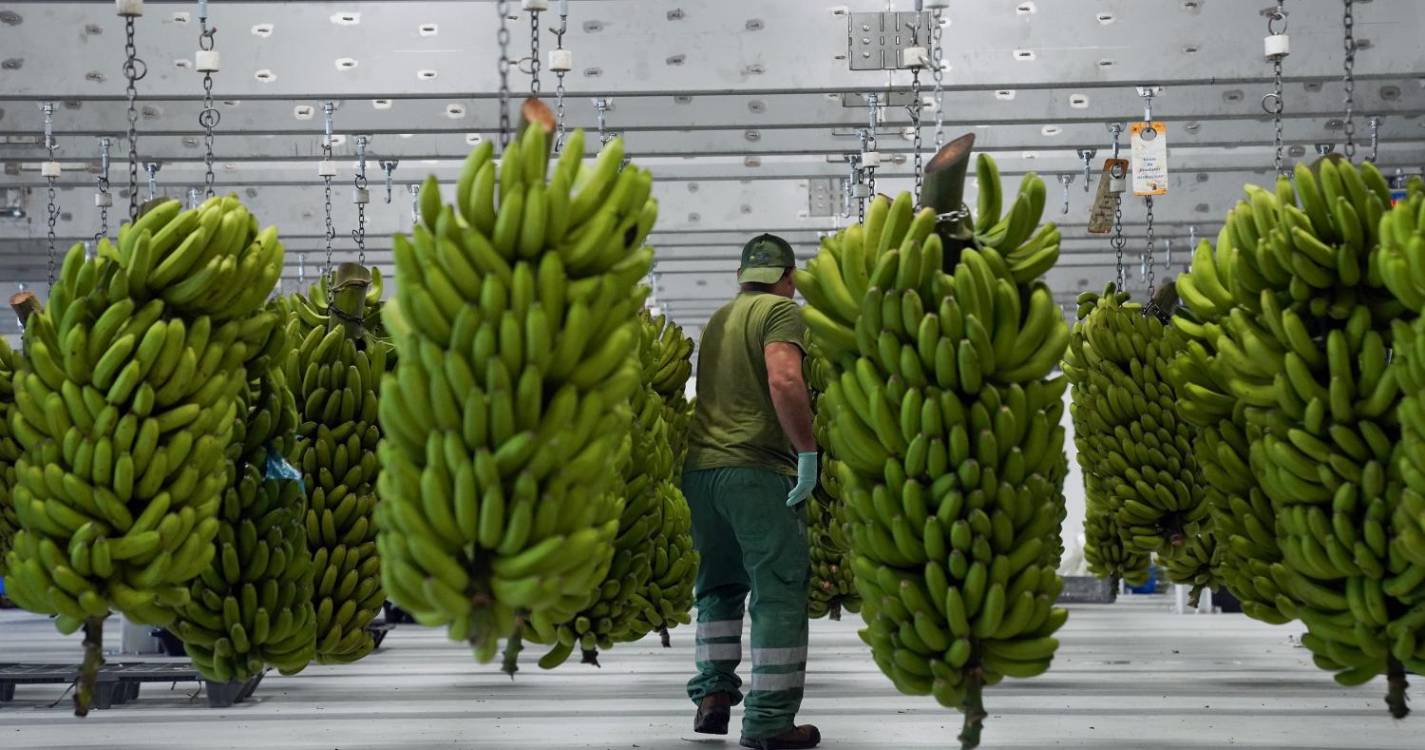 GESBA diz-se “preocupada” com atraso no pagamento de indemnizações aos bananicultores