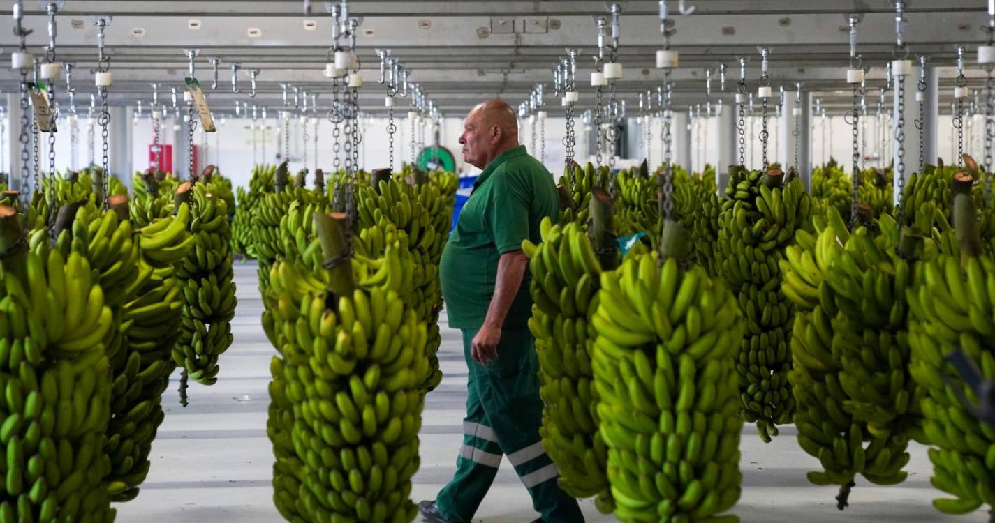 GESBA já pagou 11 milhões de euros aos bananicultores este ano