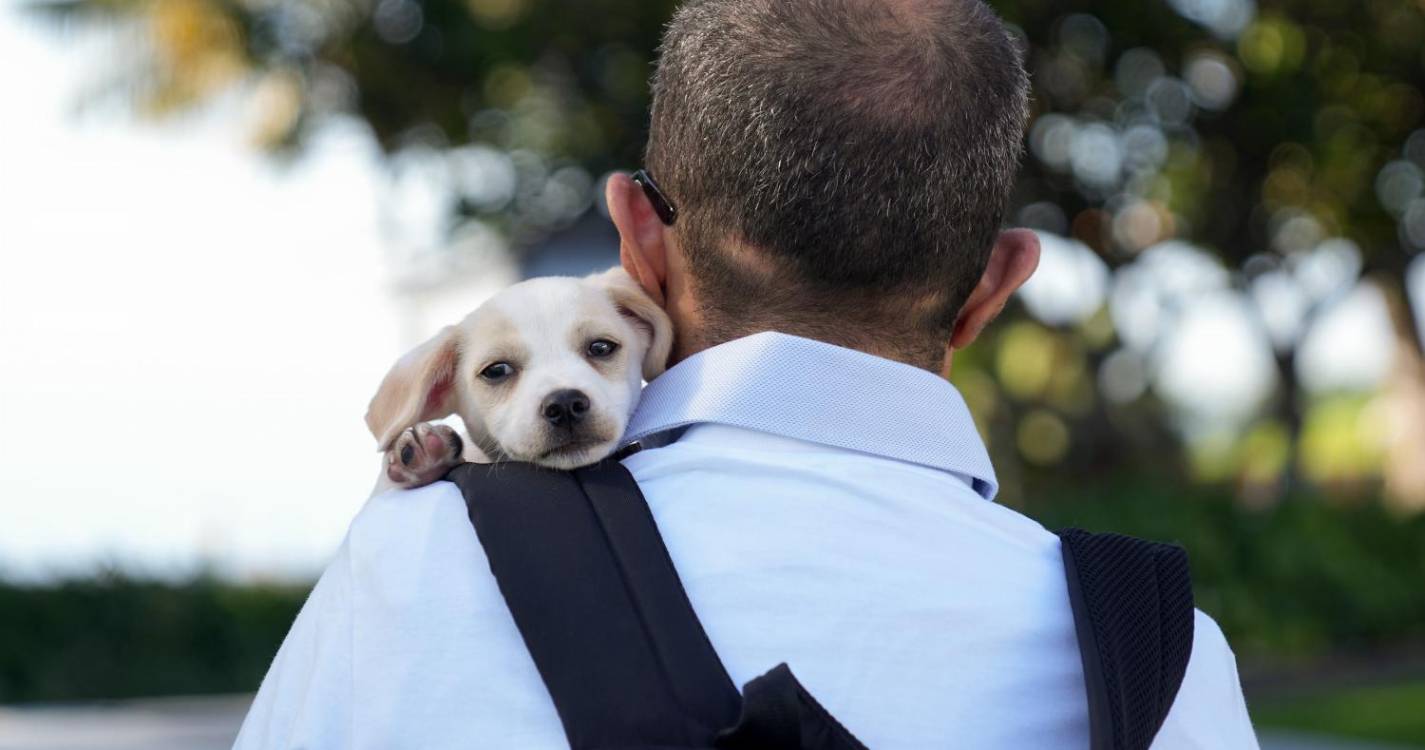 Madeira já registou 6.798 animais este ano