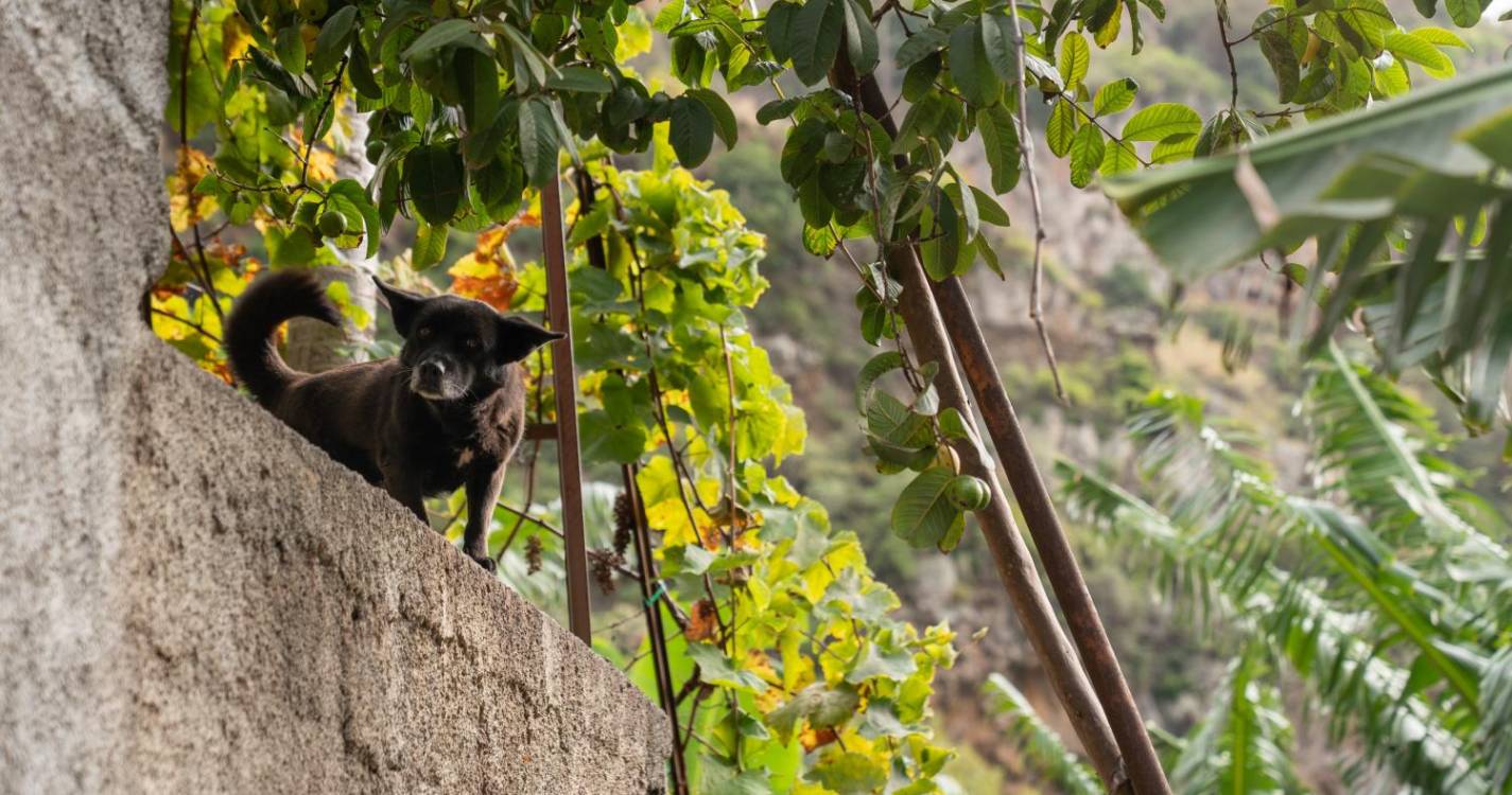 O campo entre duas cidades