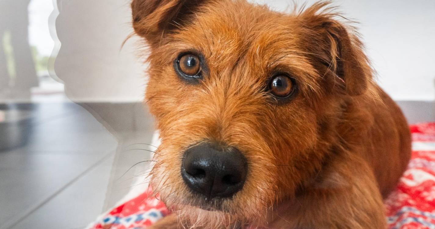 Cães à espera de adoção entram em campo antes dos jogos da I Liga