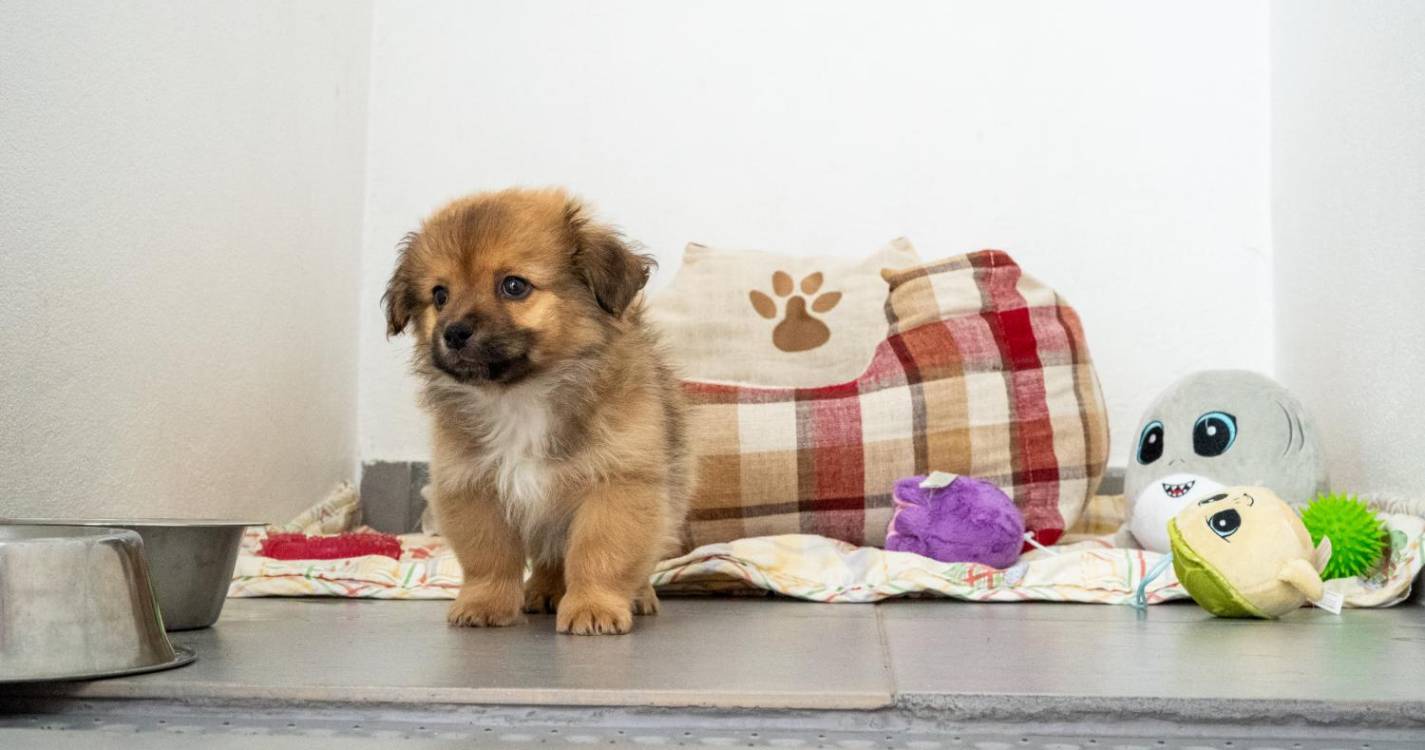 PAN quer proibir venda de animais no Natal para combater abandono