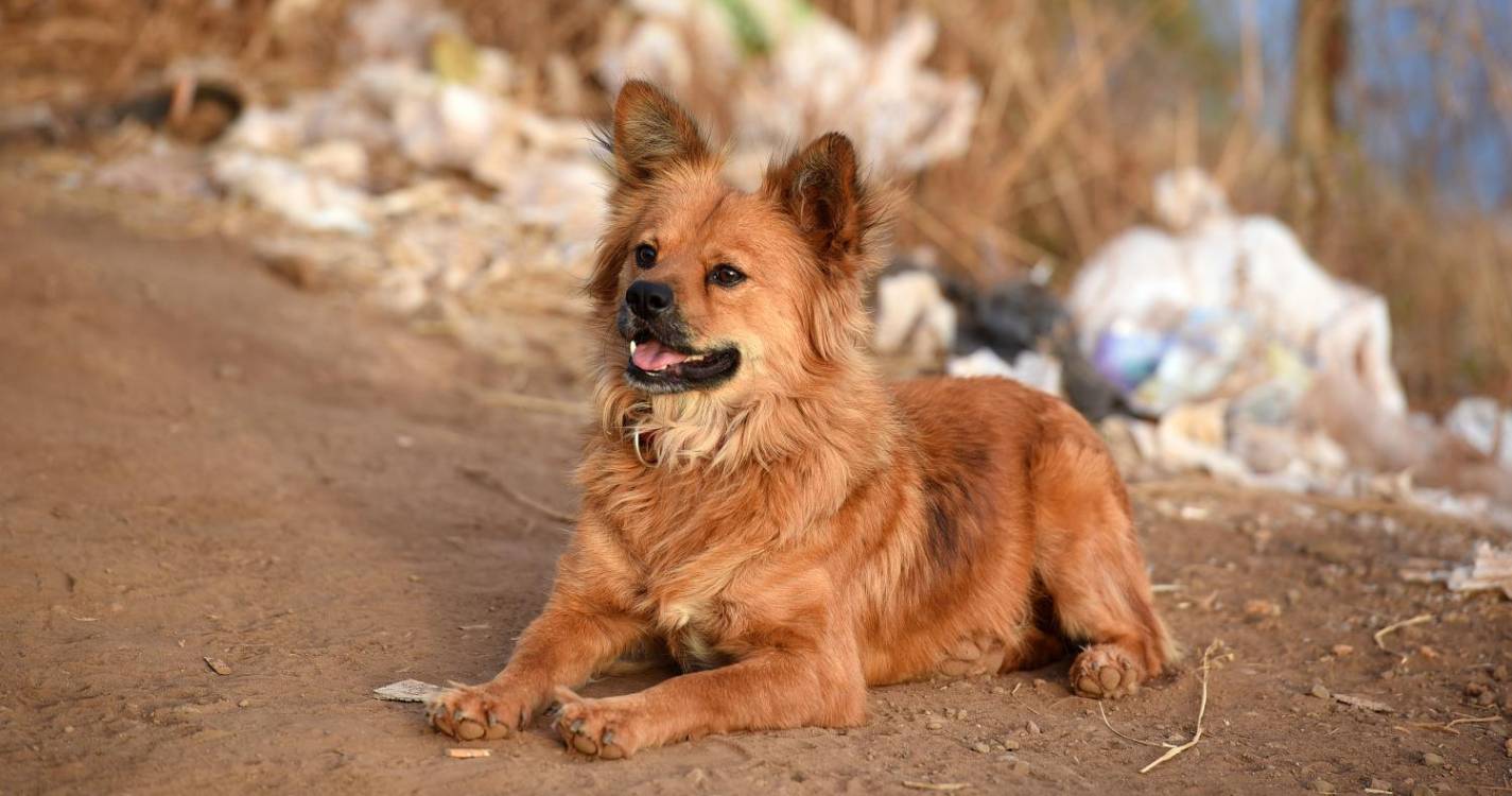 Forum Madeira promove campanha de adoção de cães e recolha de alimentos