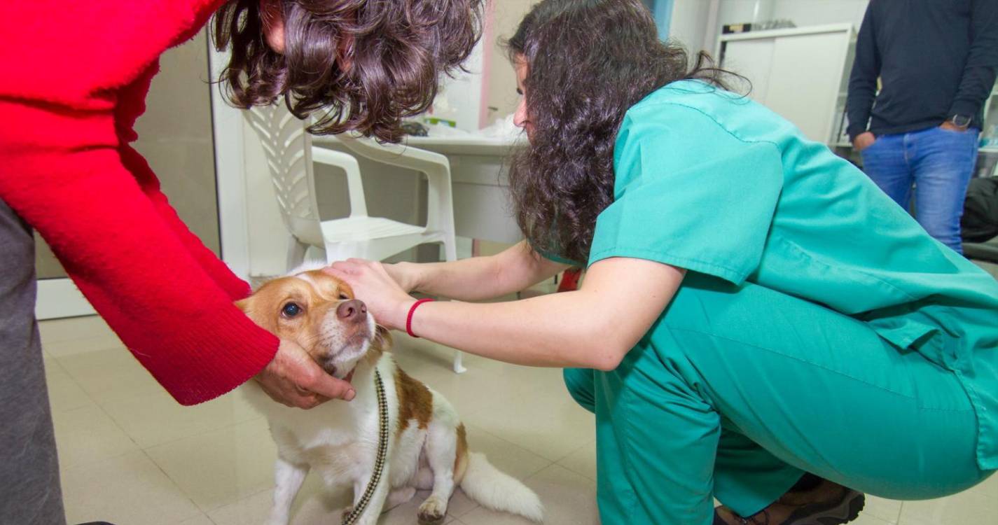 Calheta lança campanha de vacinação animal a 14 e 21 de setembro