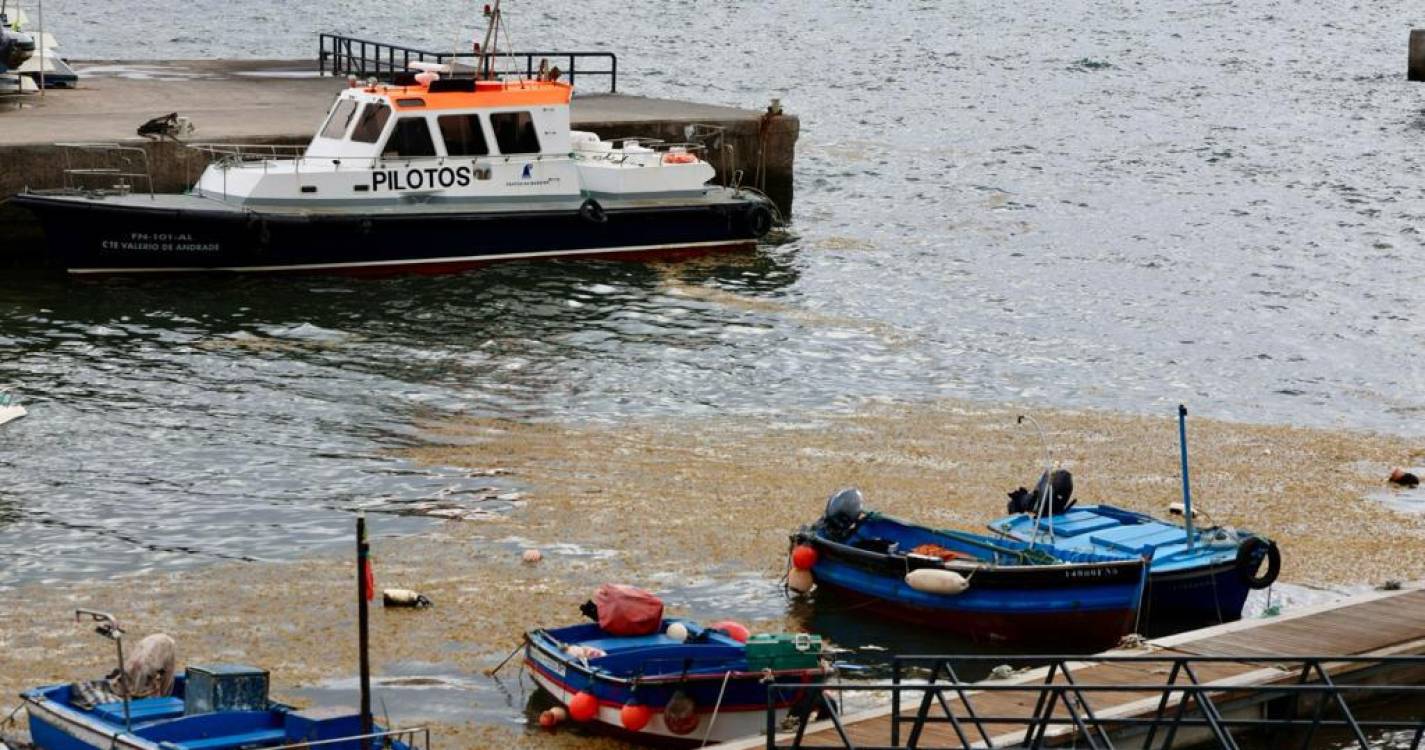 Espécie desconhecida de alga chega à costa da Madeira