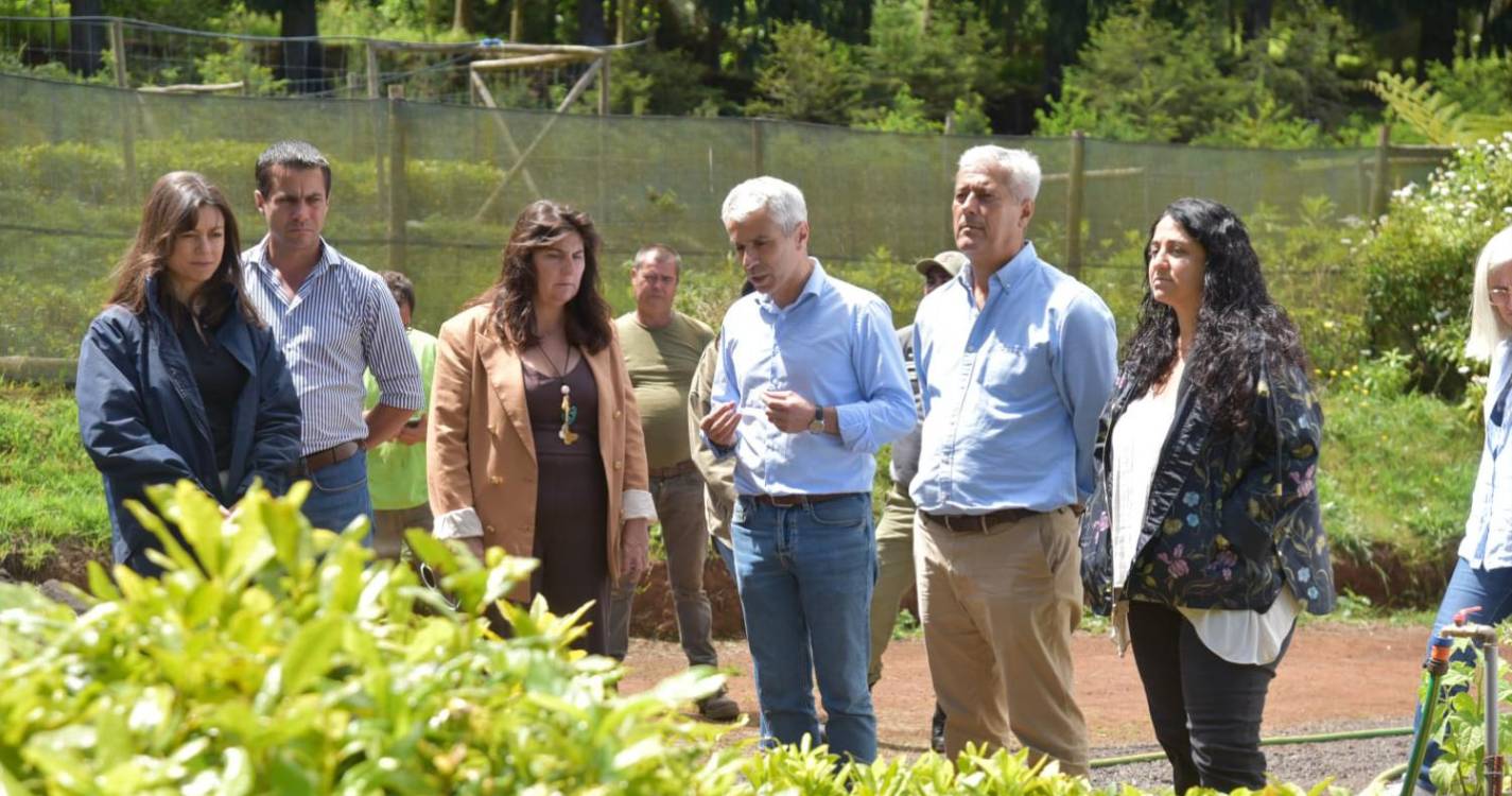 Madeira ultrapassa meta das 200 mil plantas por ano em viveiros florestais