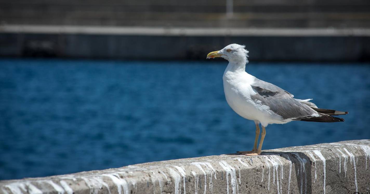 Gripe das aves detetada em gaivotas nos distritos de Aveiro e Leiria