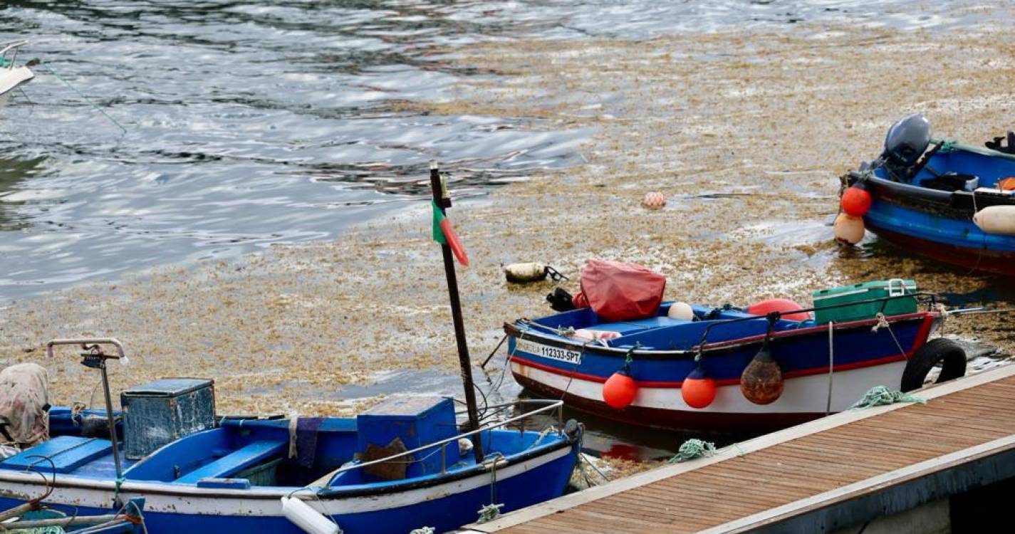 Espécie desconhecida de alga chega à costa da Madeira