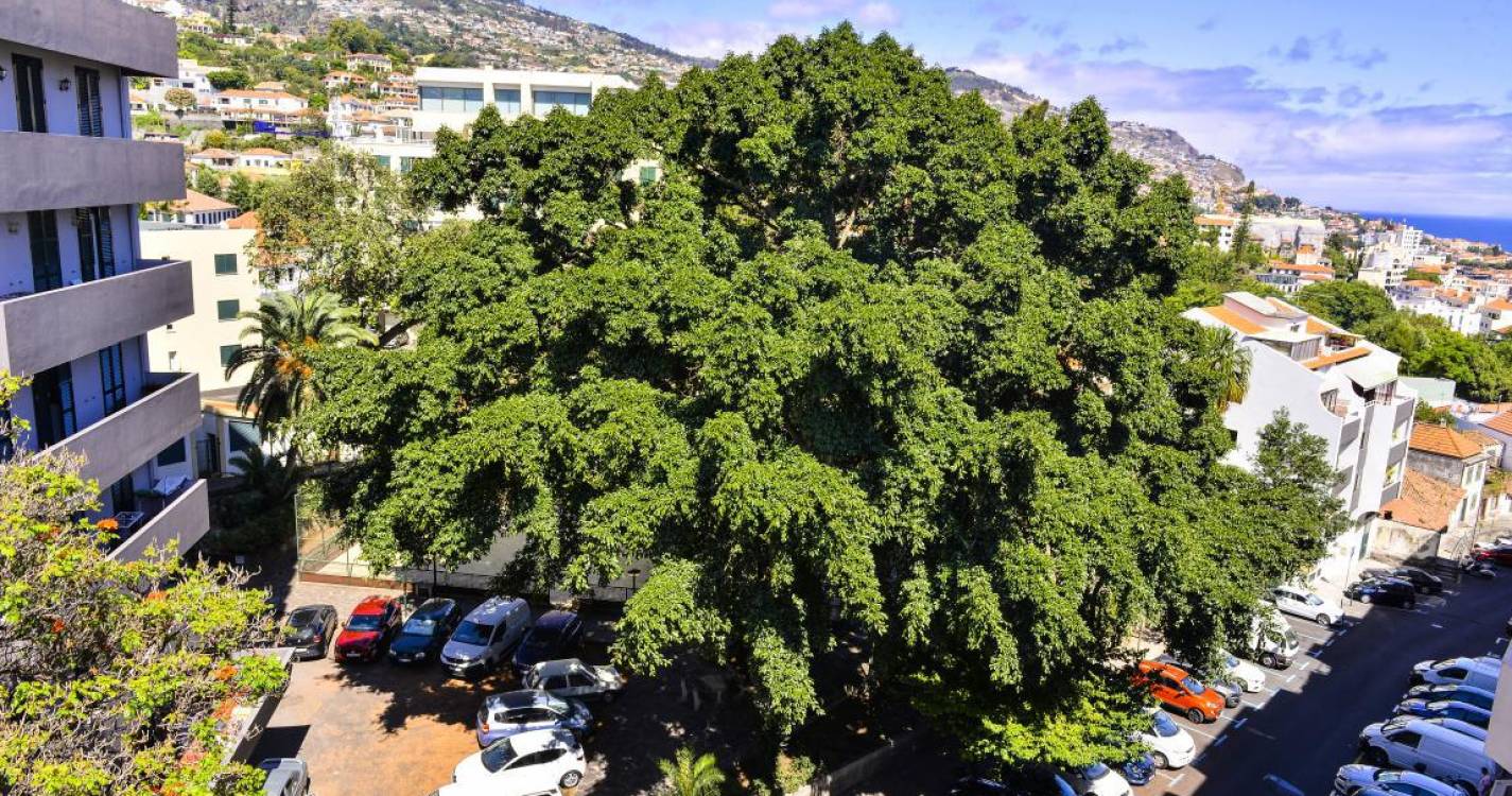 Figueira da Quinta Deão entre as finalistas do concurso ‘Árvore do Ano 2025’