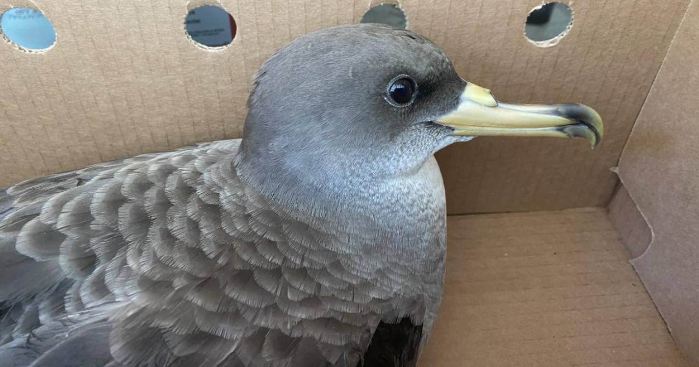 Calheta reduz iluminação pública em 50% para proteger aves marinhas