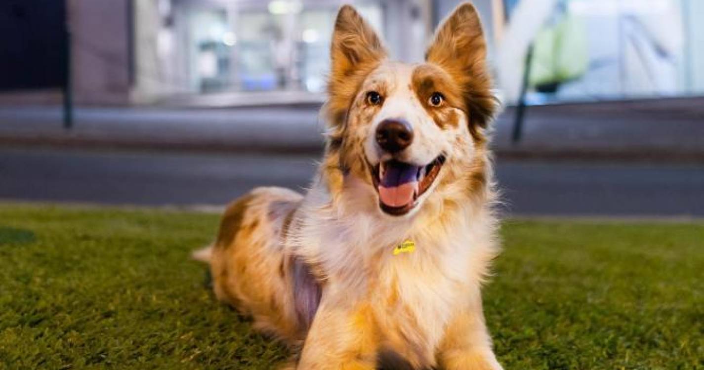 Gringo vence 1.ª edição do ‘Cãocurso’ do Forum Madeira