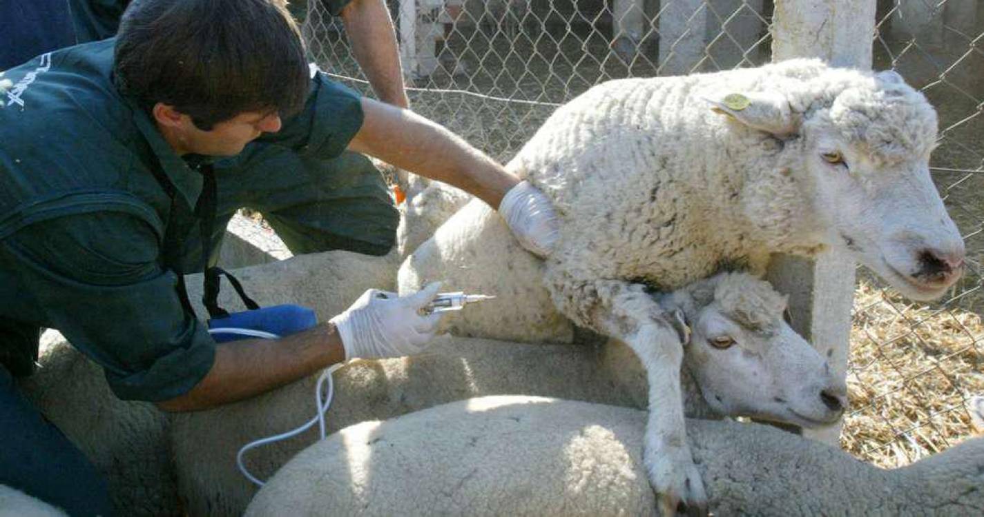 Animais mortos pela língua azul podem ser enterrados se houver atrasos na recolha - DGAV