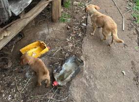 Associação resgatou cães em situação deplorável