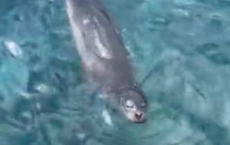 Lobo Marinho avistado na Praia do Caniçal (com vídeo)