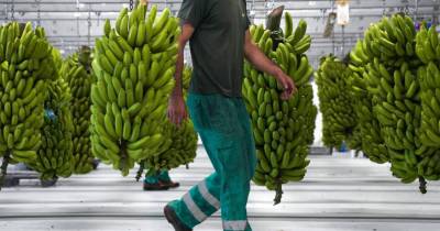 “Esse valor poderá atingir os 1,20 euros caso o produtor entregue a banana no armazém”, refere.