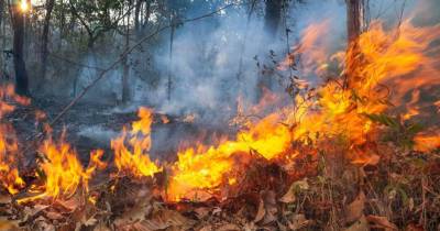 Dezoito concelhos de Faro, Bragança e Portalegre em perigo máximo de incêndio