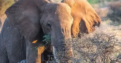 Em comunicado, a SAN Parks refere que o turista “foi atacado e espezinhado” pelo animal.