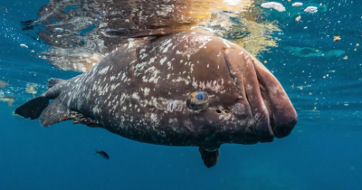 Vírus na origem da morte de meros no mar nos Açores – Governo Regional