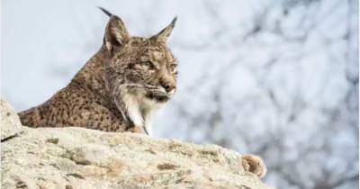 Aplicação avisa condutores da aproximação de animais em estradas onde há linces