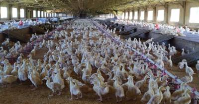 Entrada de aves em zonas de proteção devido à gripe aviária só para abate – DGAV