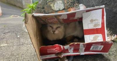 Gatos encontrados em caixa de cerveja selada num balde do lixo