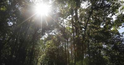 Consumo de portugueses pode destruir anualmente 2.700 hectares de floresta