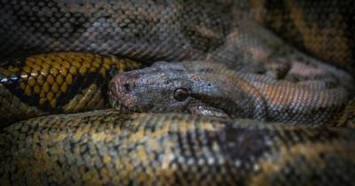 Corpo de mulher encontrado dentro de uma cobra pitão na Indonésia