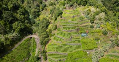 Madeira transfere 978 mil euros para apoiar as produções locais