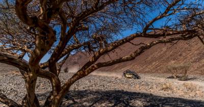 João Ferreira em prova na penúltima etapa do Dakar 2024.