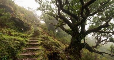 Fonte da Secretaria Regional de Agricultura e Ambiente da Madeira indicou que, “até ao momento”, o incêndio rural não provocou danos nesta área