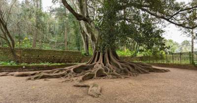 A árvore fica junto à Fonte dos Amores na Quinta das Lágrimas, cenário da tragédia de Inês de Castro.