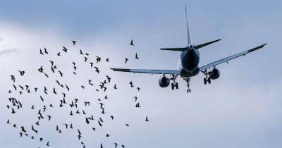 Avião que colidiu com gaivotas em Ponta Delgada deverá voltar a operar quarta-feira - SATA