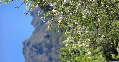 Exposição fotográfica destaca a beleza das Ginjeiras em Flor no Vale do Curral das Freiras