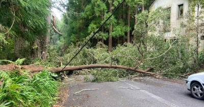 Árvores tombadas bloqueiaram completamente a estrada.