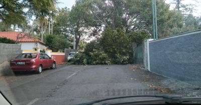 Queda de galhos em São Martinho deixa estrada intransitável