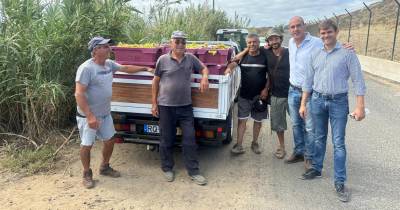 Já foram colhidas 12 toneladas de uvas na vindima do Porto Santo