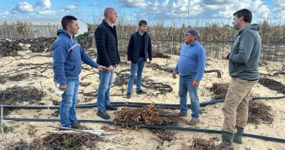 IVBAM acompanha podas e presta apoio técnico no Porto Santo