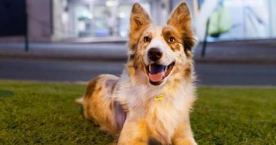 Gringo vence 1.ª edição do ‘Cãocurso’ do Forum Madeira