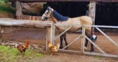 CRESCER promove atividade na Quinta da Caldeira.