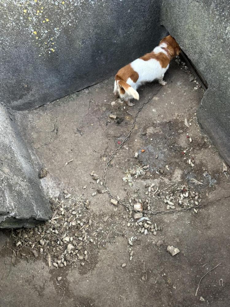 Associação resgata cadela acorrentada em local “gelado, sem comida, sem água e em cima das próprias fezes” (com fotos e vídeo)