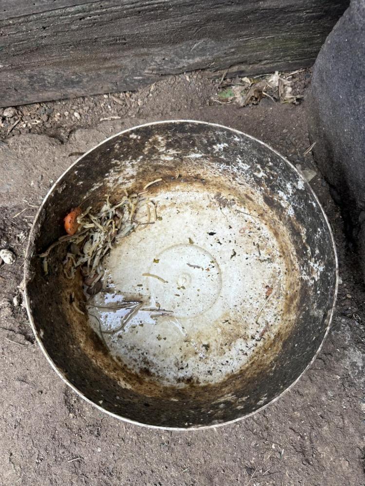 Associação resgata cadela acorrentada em local “gelado, sem comida, sem água e em cima das próprias fezes” (com fotos e vídeo)