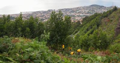 Recrutamento de novos sapadores florestais decorre até 2 de janeiro